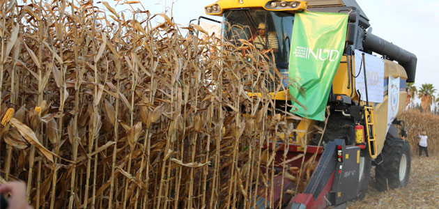 Çukurova' da Hasat Zamanı